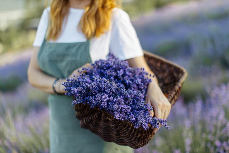 La Lavanda